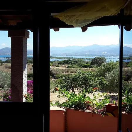Drago San Teodoro (Sardinia)